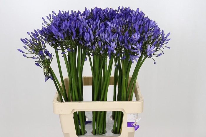 <h4>Agapanthus Uri</h4>