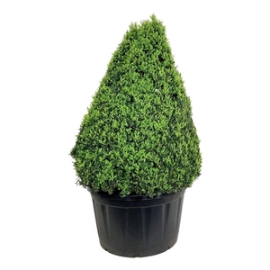 Buxus sempervirens