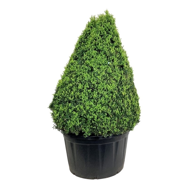 <h4>Buxus sempervirens</h4>