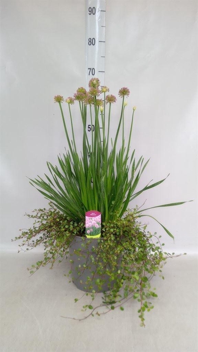 <h4>Allium 'Millenium'</h4>