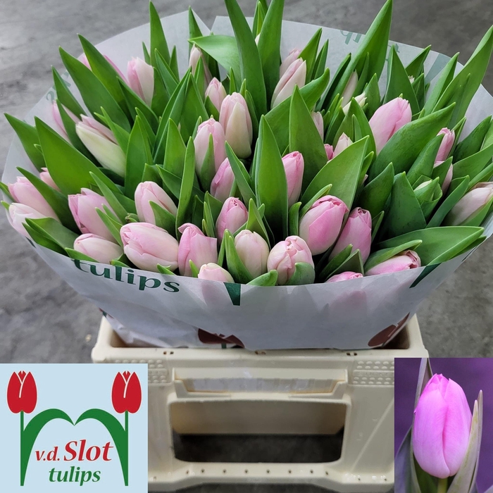 <h4>TU EN DYNASTY</h4>