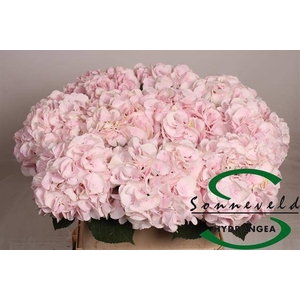 HYDR M CH SW VERENA