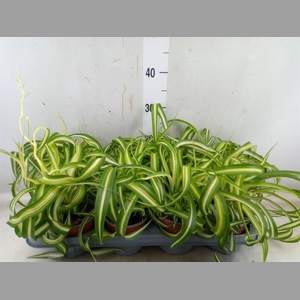 Chlorophytum com. 'Bonnie'