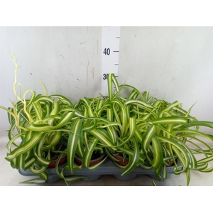 Chlorophytum com. 'Bonnie'