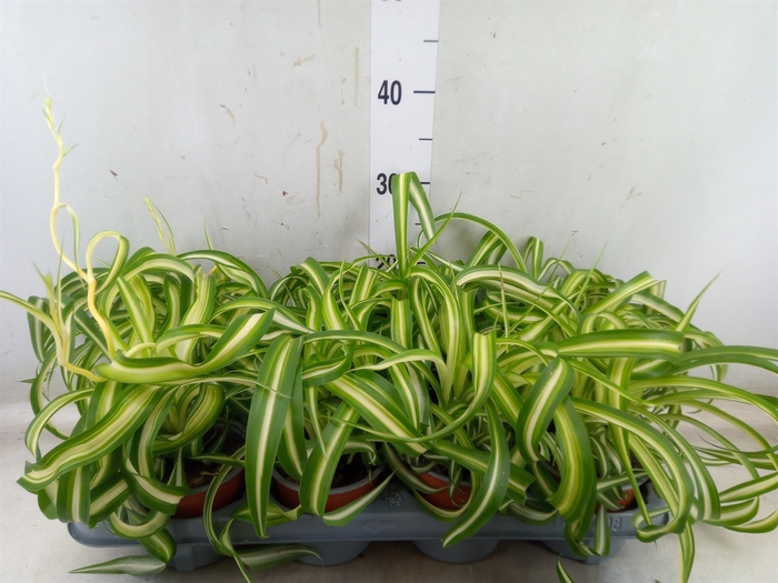 <h4>Chlorophytum com. 'Bonnie'</h4>