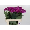 Dahlia Purple Fox