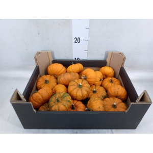 Cucurbita