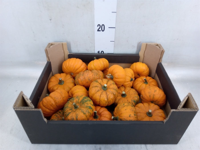 <h4>Cucurbita</h4>