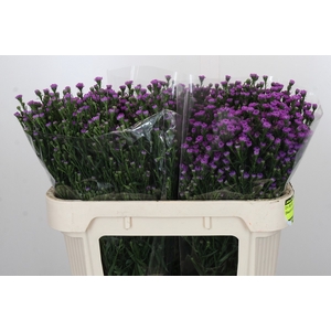 Aster Baby Pink