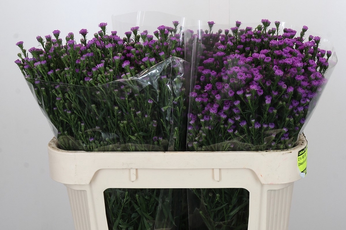 <h4>Aster Baby Pink</h4>