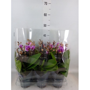 Phalaenopsis multi.   ...rose