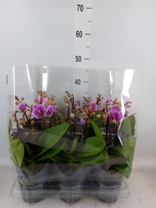 <h4>Phalaenopsis multi.   ...rose</h4>