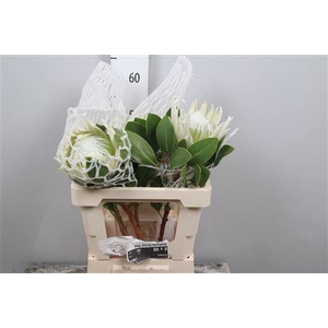 Protea Cynar Arctic Ice