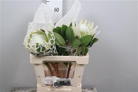 <h4>Protea Cynar Arctic Ice</h4>