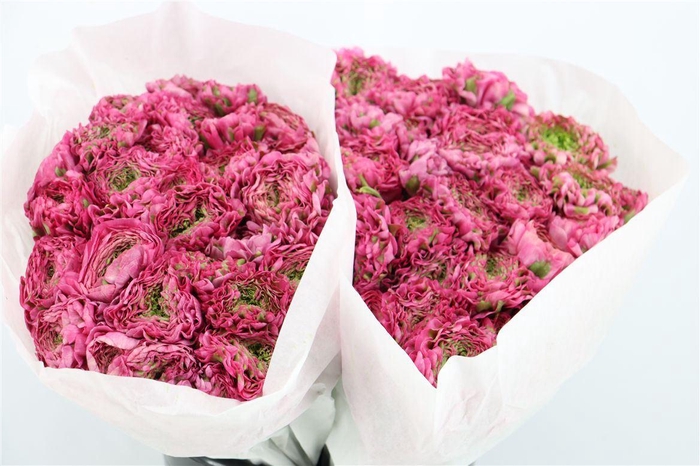 <h4>Ran Ponpon Ex Fanny</h4>