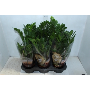 ZAMIOCULCAS P17