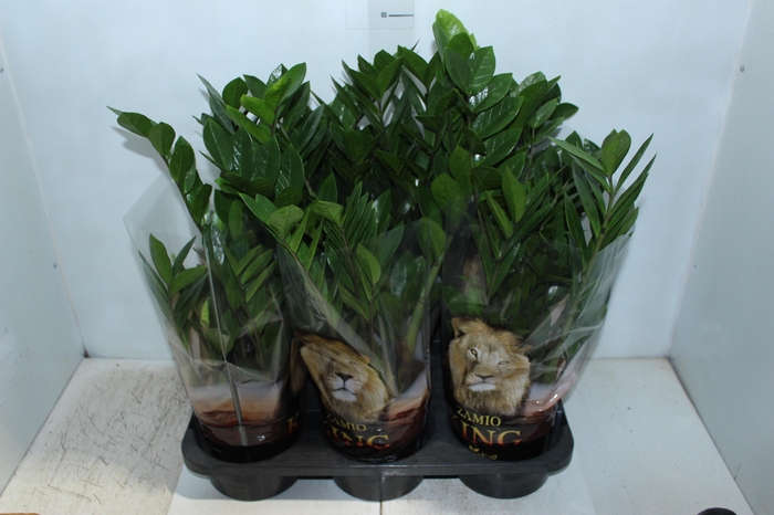 <h4>ZAMIOCULCAS P17</h4>