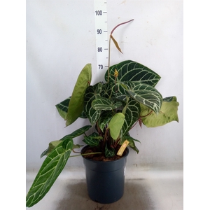Anthurium crys. 'Karma Crystal Hyb'