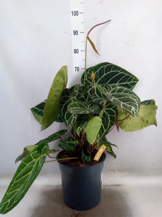 <h4>Anthurium crys. 'Karma Crystal Hyb'</h4>