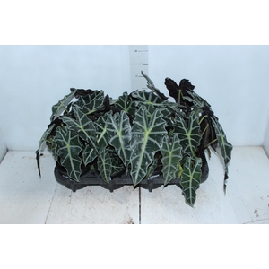 ALOCASIA POLLY P12