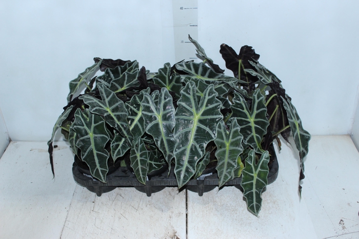 ALOCASIA POLLY P12