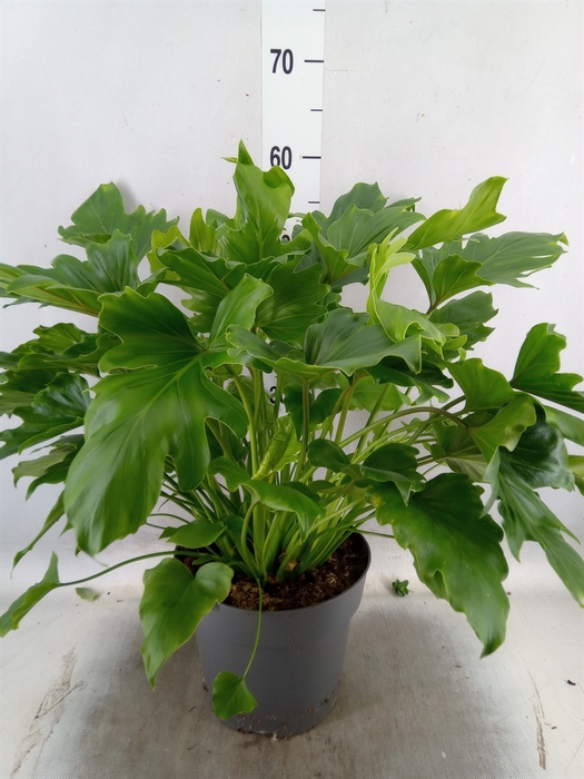 <h4>Philodendron bipinn. 'Little Hope'</h4>