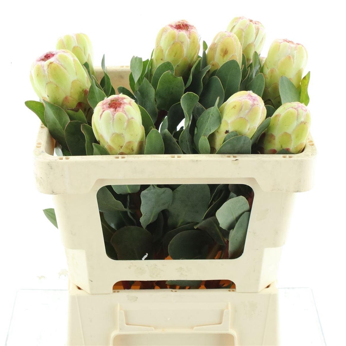 <h4>Protea Grandicolor</h4>