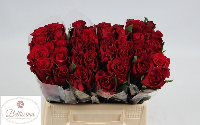 <h4>R GR EVER RED</h4>