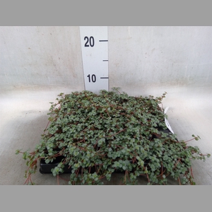 Pilea glaucophylla 'Greyzy'