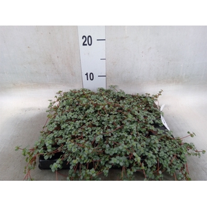 Pilea glaucophylla 'Greyzy'