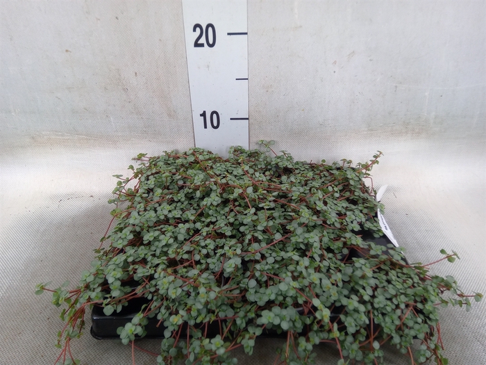 <h4>Pilea glaucophylla 'Greyzy'</h4>
