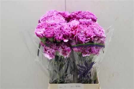 <h4>Di St Tenderly</h4>