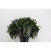EUC VICTORIA LANCET RND x5