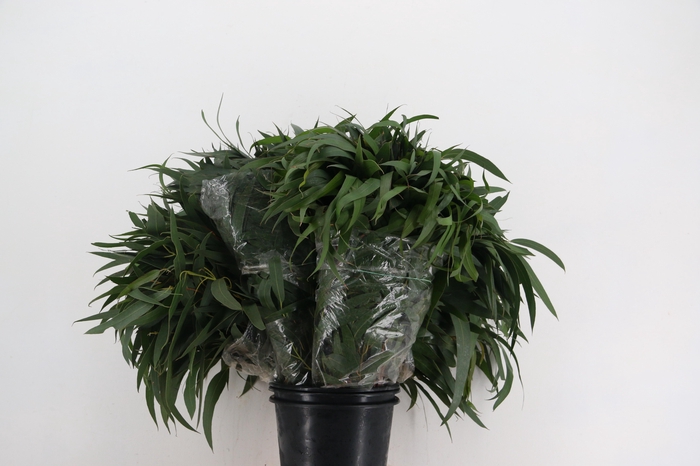 EUC VICTORIA LANCET RND x5