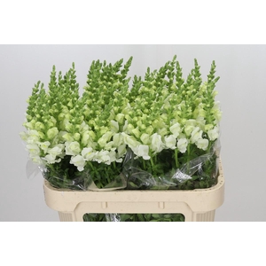 Antirrhinum Potomac Ivory White