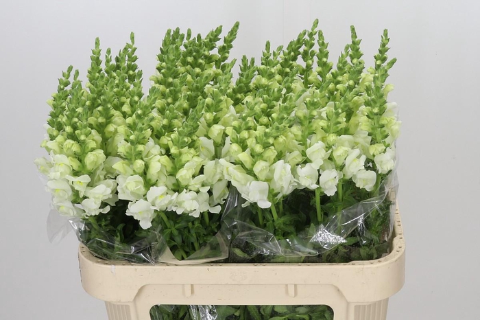 <h4>Antirrhinum Potomac Ivory White</h4>