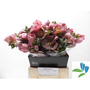 Helleborus Pennys Pink Boezem