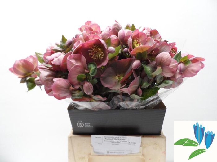 <h4>Helleborus Pennys Pink Boezem</h4>