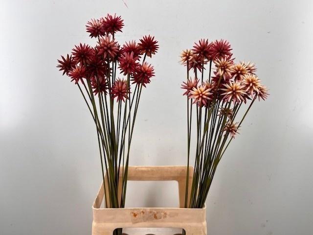 <h4>Snijbloemen Ov</h4>