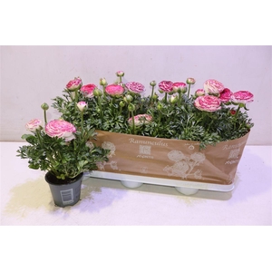 Ranun Sprink Vio Bic