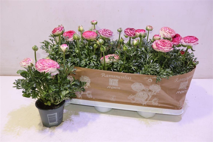 <h4>Ranun Sprink Vio Bic</h4>