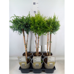 Conifers   ...mix