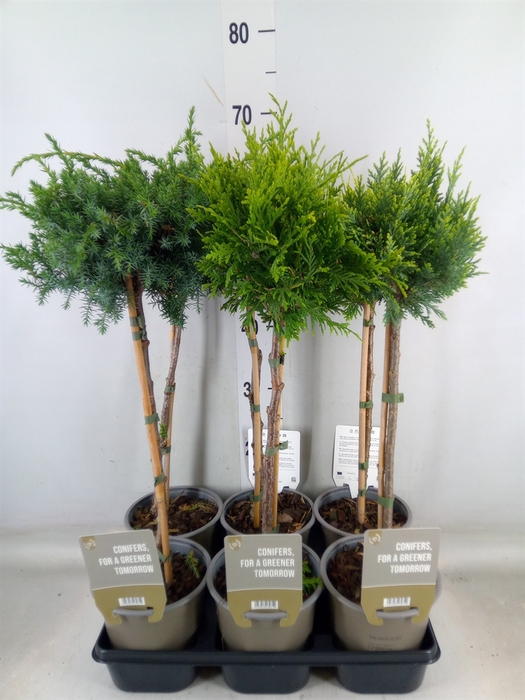 <h4>Conifers   ...mix</h4>