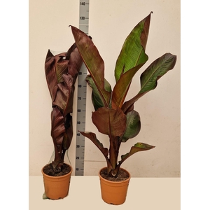 ENSETE VENT MAURELII
