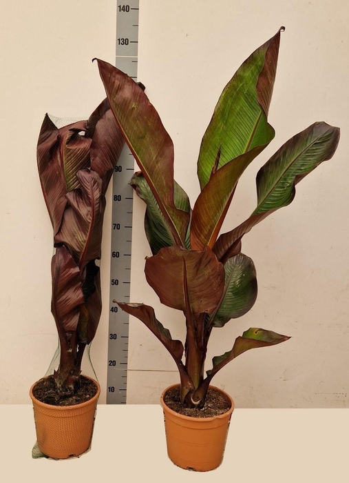 <h4>ENSETE VENT MAURELII</h4>