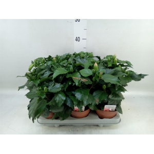 Hibiscus rosa-sin. 'Adonis'