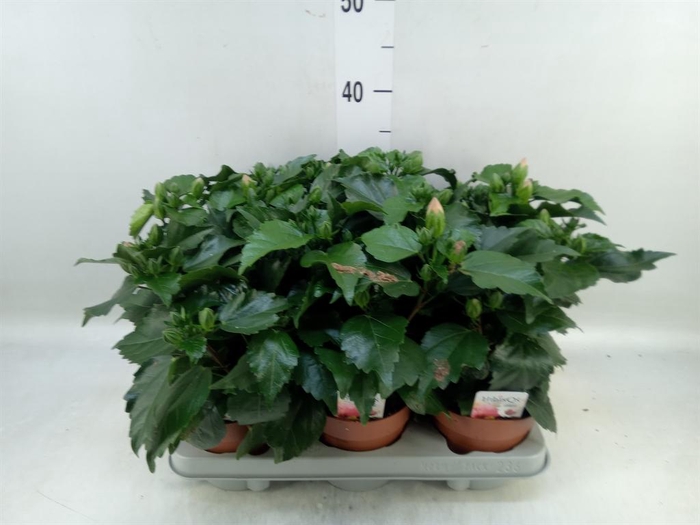 <h4>Hibiscus rosa-sin. 'Adonis'</h4>