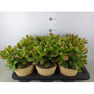 Crassula ovata 'Sunset'