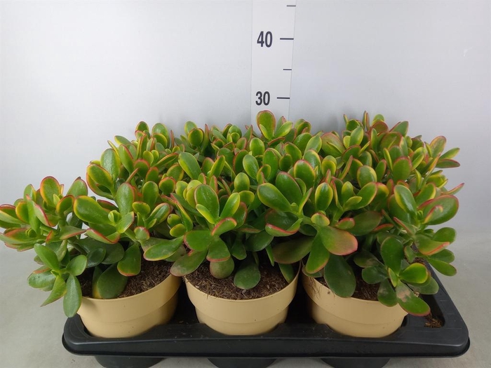 <h4>Crassula ovata 'Sunset'</h4>