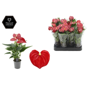 Anthurium 6 cm Micra in transparant sleeve